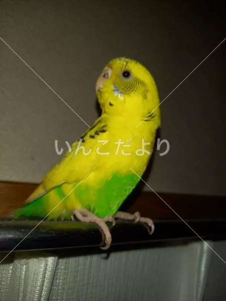 保護鳥の写真