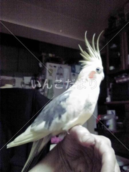 迷い鳥の写真