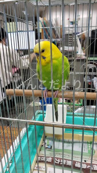 保護鳥の写真