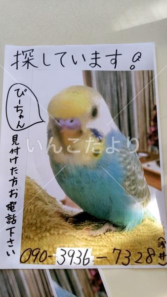 迷い鳥の写真