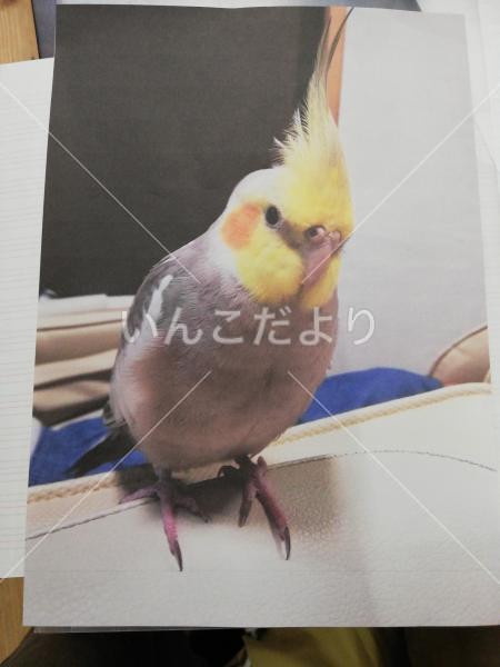 迷い鳥の写真
