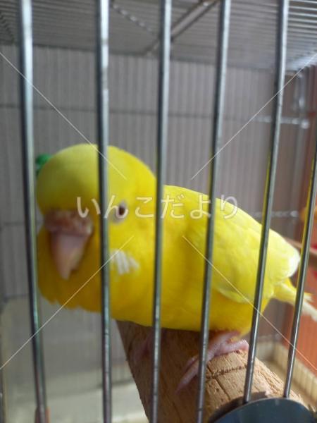 迷い鳥の写真