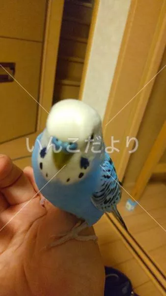 保護鳥の写真