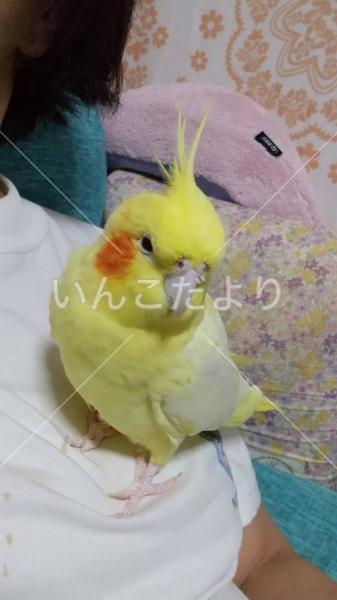 迷い鳥の写真