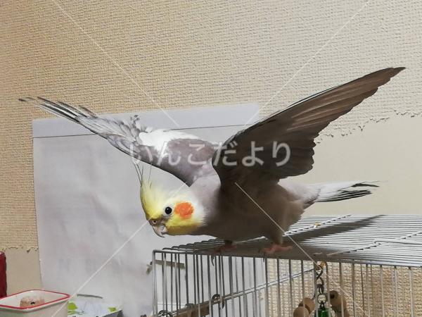 迷い鳥の写真