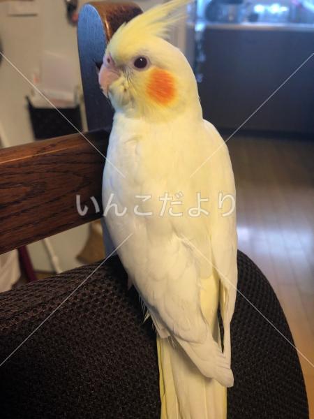 迷い鳥の写真