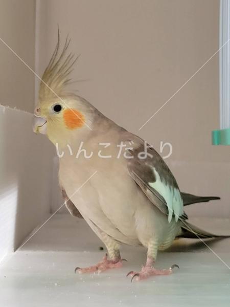 迷い鳥の写真