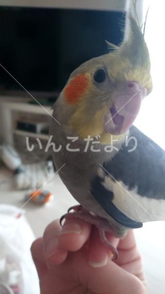 迷い鳥の写真