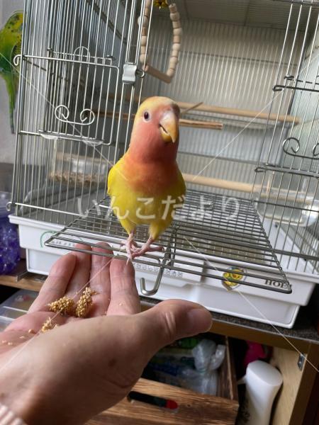 迷い鳥の写真