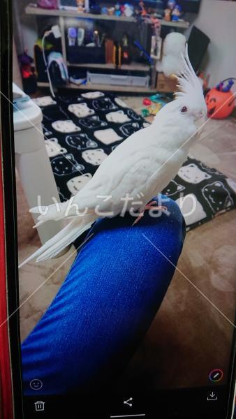 迷い鳥の写真