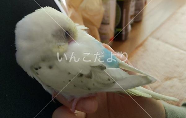 迷い鳥の写真