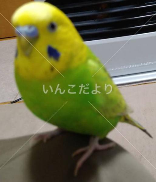 迷い鳥の写真