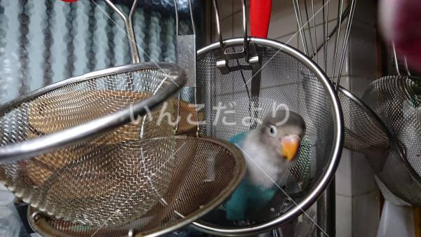 迷い鳥の写真