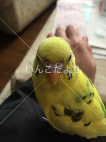 迷い鳥の写真
