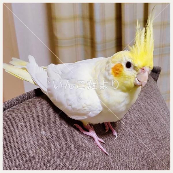 迷い鳥の写真