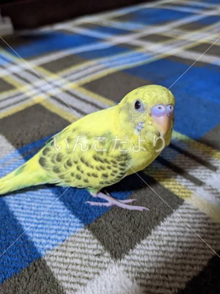 迷い鳥の写真