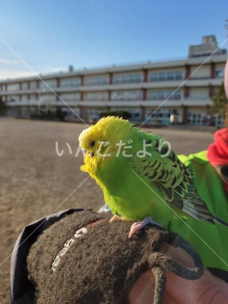 保護鳥の写真