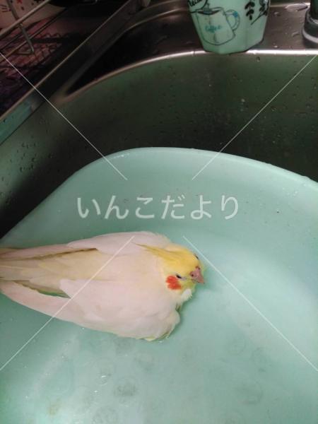 迷い鳥の写真