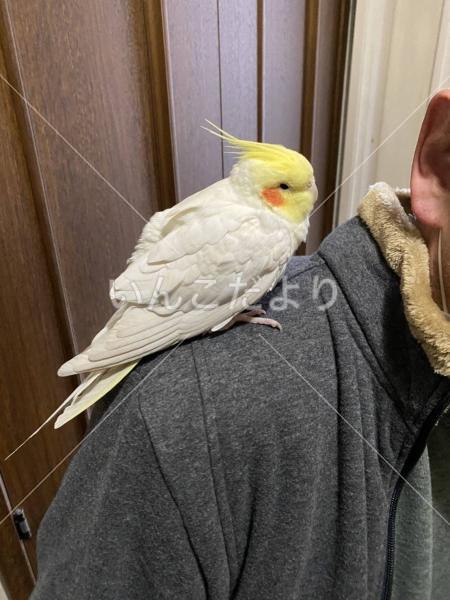 保護鳥の写真