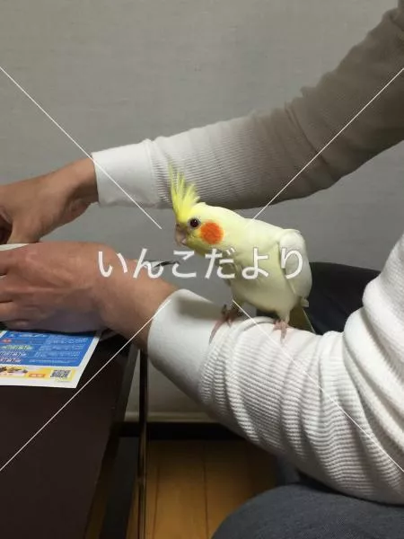 迷い鳥の写真