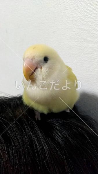 迷い鳥の写真