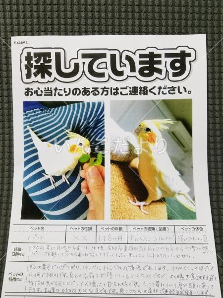 迷い鳥の写真