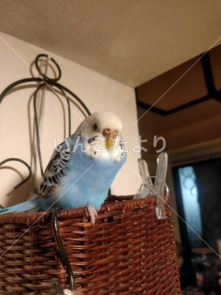 迷い鳥の写真