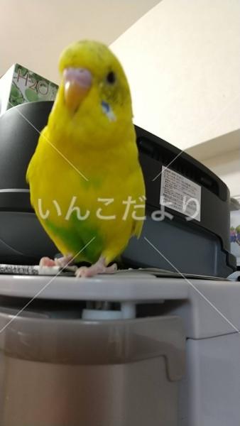 迷い鳥の写真
