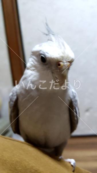 迷い鳥の写真