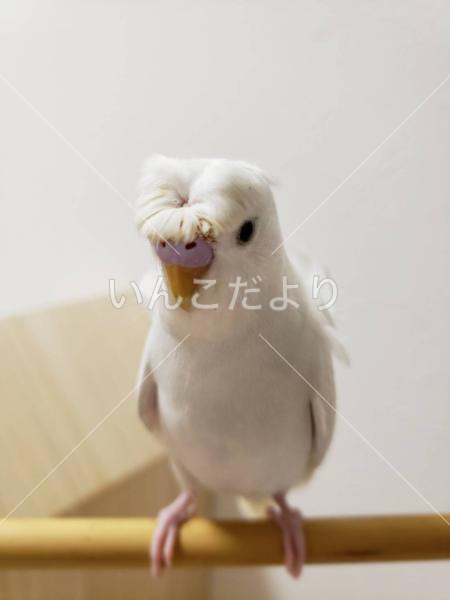 迷い鳥の写真