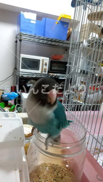 迷い鳥の写真