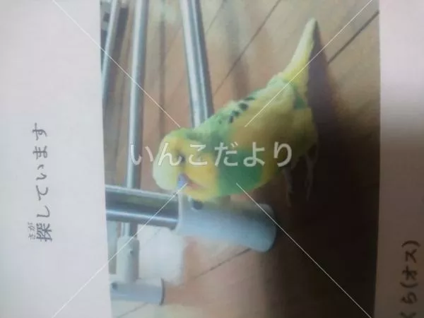 迷い鳥の写真
