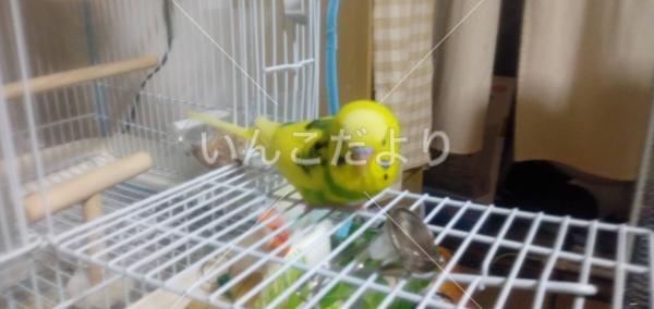 迷い鳥の写真
