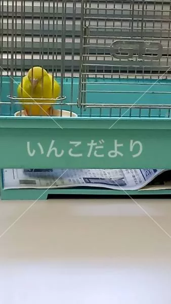 保護鳥の写真