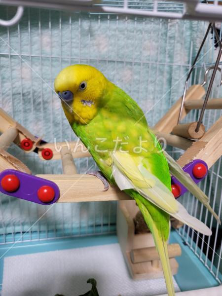 保護鳥の写真