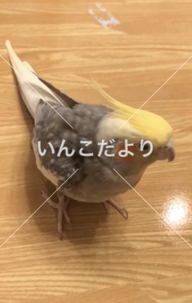 迷い鳥の写真