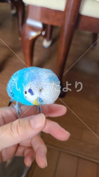 迷い鳥の写真