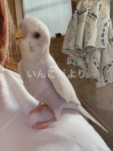 迷い鳥の写真