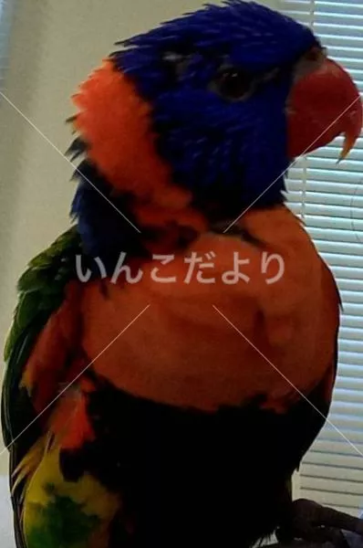 保護鳥の写真