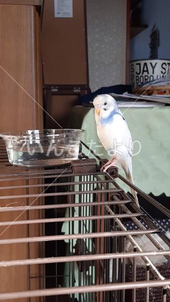 保護鳥の写真