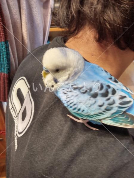 保護鳥の写真