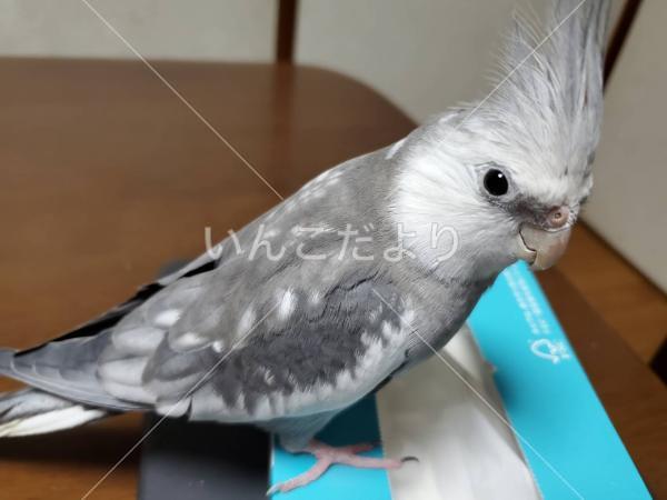 迷い鳥の写真