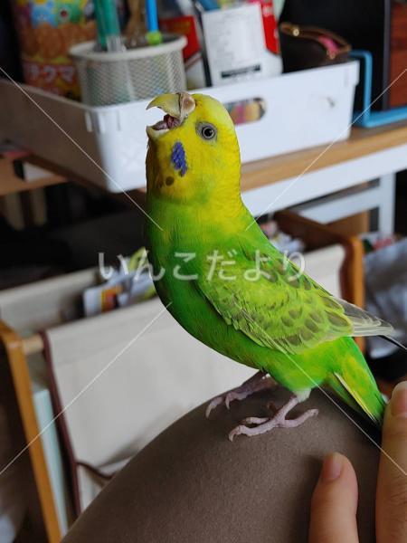 迷い鳥の写真