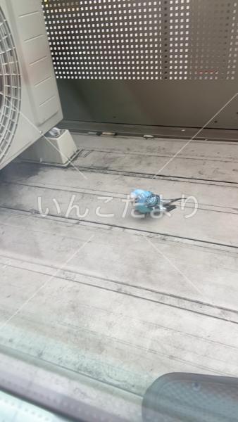 保護鳥の写真