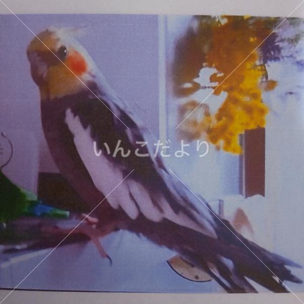 迷い鳥の写真
