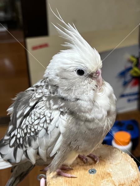 迷い鳥の写真