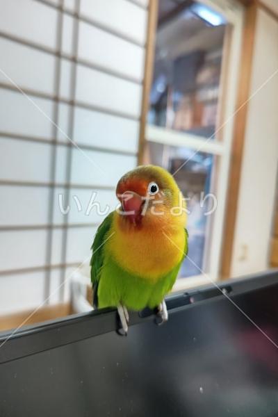 迷い鳥の写真