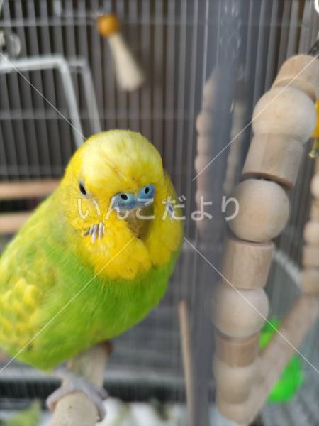 迷い鳥の写真