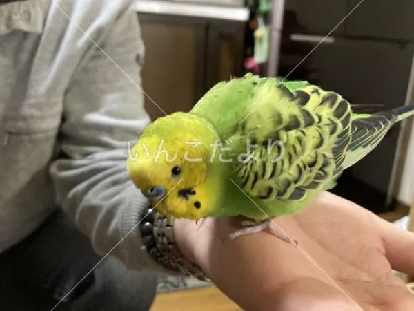 保護鳥の写真