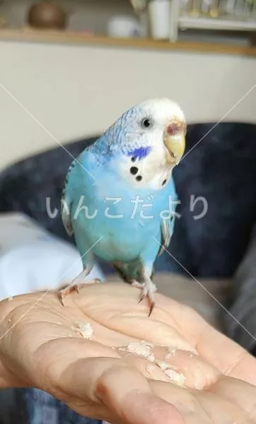 保護鳥の写真